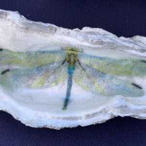 the cabana chandler oyster dragon fly nature trinket dish jewelry tray home decoration keepsake